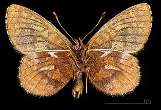 Boloria improba improbula ♂  △ MHNT