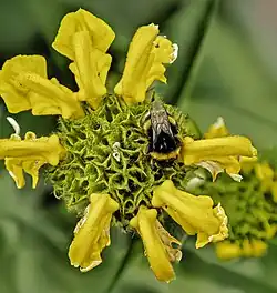 Polinisation par Bombus terrestris.
