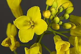 Fleurs