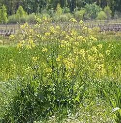 Habitus