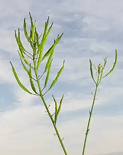 Infrutescence
