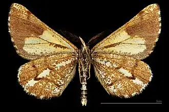 MHNT Bupalus piniaria flavescens ♂  △