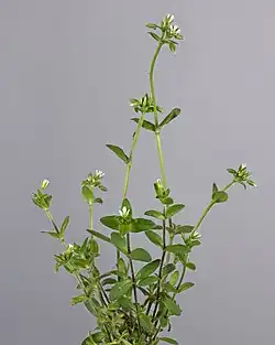 Habitus