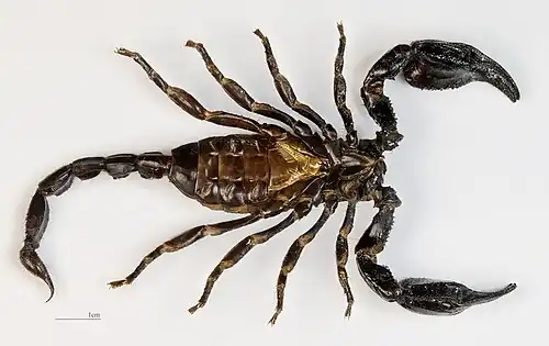 Vue ventrale