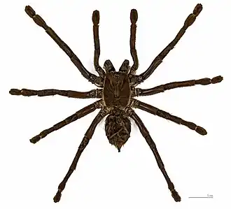 Citharacanthus spinicrus - spécimen vue dorsale