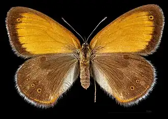 Coenonympha arcania ♀ MHNT