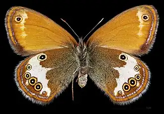 Coenonympha arcania ♀  △
