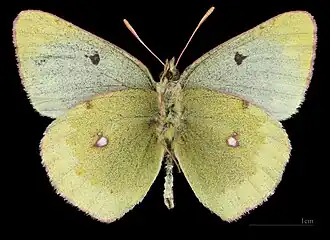 Colias phicomone ♂   △ MHNT