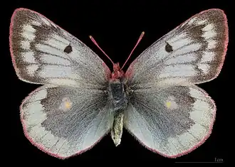 Colias phicomone ♀  MHNT