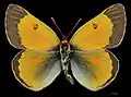 Colias chrysotheme, ♂