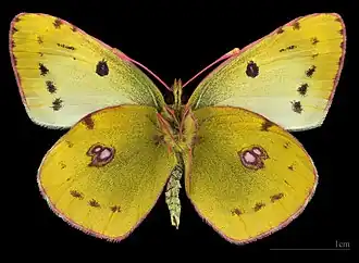 Colias hyale ♂△	MHNT
