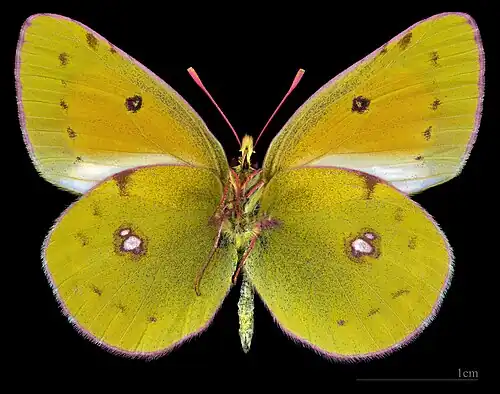Colias myrmidone myrmidone  ♂   △ MHNT