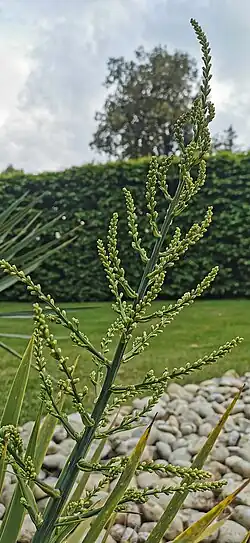 Inflorescence immature.