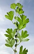 Feuilles et stipules.