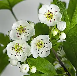 Fleurs.