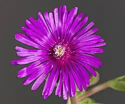 Fleur, nombreux staminodes