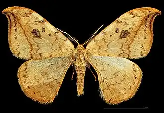 ♂ MHNT