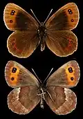 Erebia aethiops  ♂