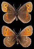 Erebia euryale♂