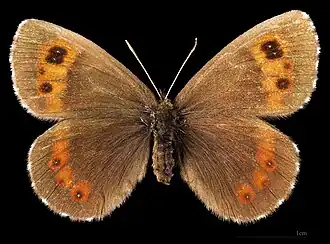 Erebia ligea ligea ♀  MHNT
