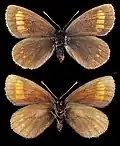 Erebia pharte  ♀