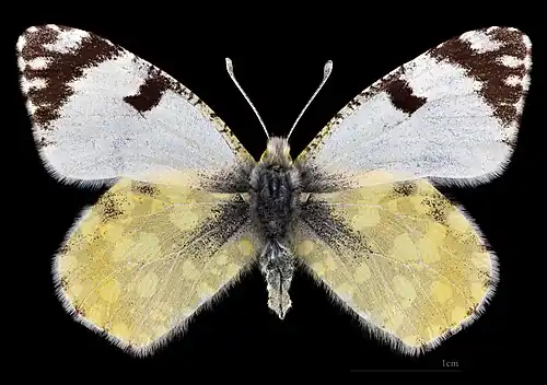 Euchloe crameri  ♀ MHNT