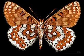 Euphydryas aurinia beckeri ♀ △ MHNT