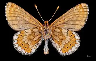 Euphydryas aurinia debilis ♂  △ MHNT