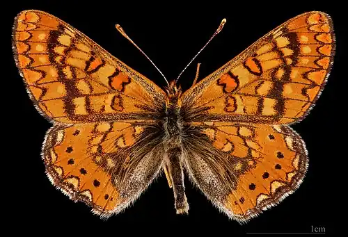 Euphydryas desfontainii beatica ♂ MHNT
