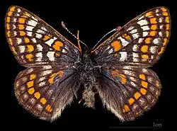 Euphydryas iduna