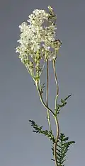 Inflorescence.