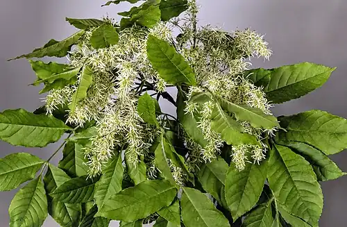 inflorescence