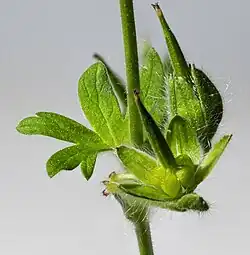 Fruit immature