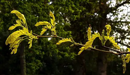 Gleditsia triacanthos  ‘Sunburst’ - Feuilles et inflorescences immatures