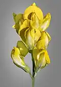 Inflorescence.