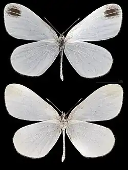Leptidea sinapis