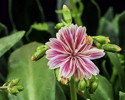 Fleur et boutons.