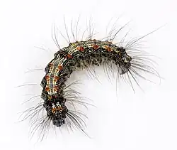 Chenille.