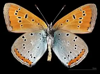 Lycaena dispar  ♂  △