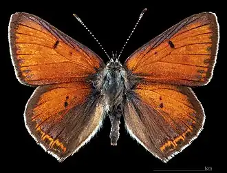 Lycaena hippothoe ♂  MHNT