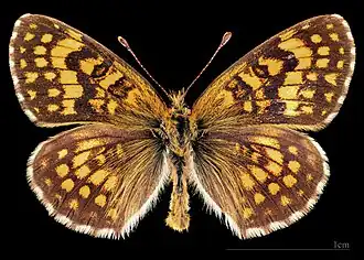 ♂