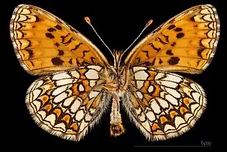 ♂   △