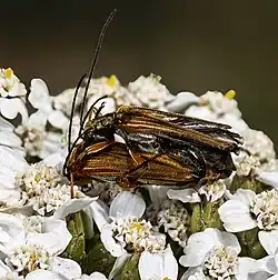 Accouplement sur Viburnum tinus
