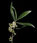 Inflorescence et feuilles.