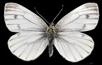Pieris napi  ♀