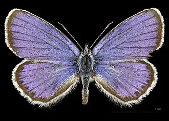Plebejus a. argyrognomon ♂  MHNT