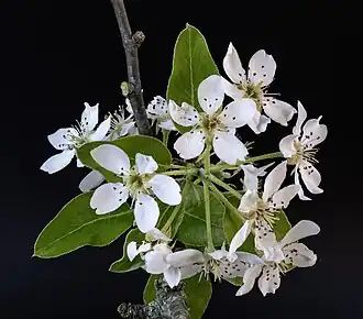 Fleurs et feuilles.