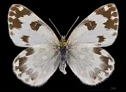 Pontia daplidice ♀  MHNT
