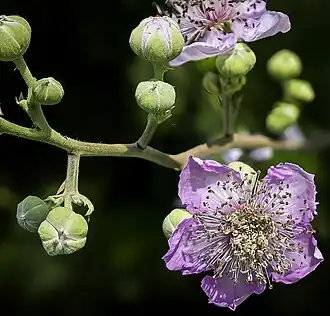 Fleur et boutons