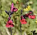 Salvia microphylla var. Royal Bumble